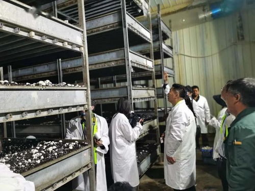 瓷疙瘩 铺就致富路 科技